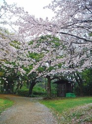 DSCF5323 (480x640).jpg
