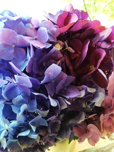 IMG_4551.JPG